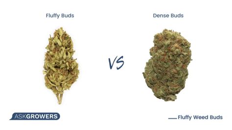 fluffy buds vs dense buds|How To Differentiate Good From Bad Quality。